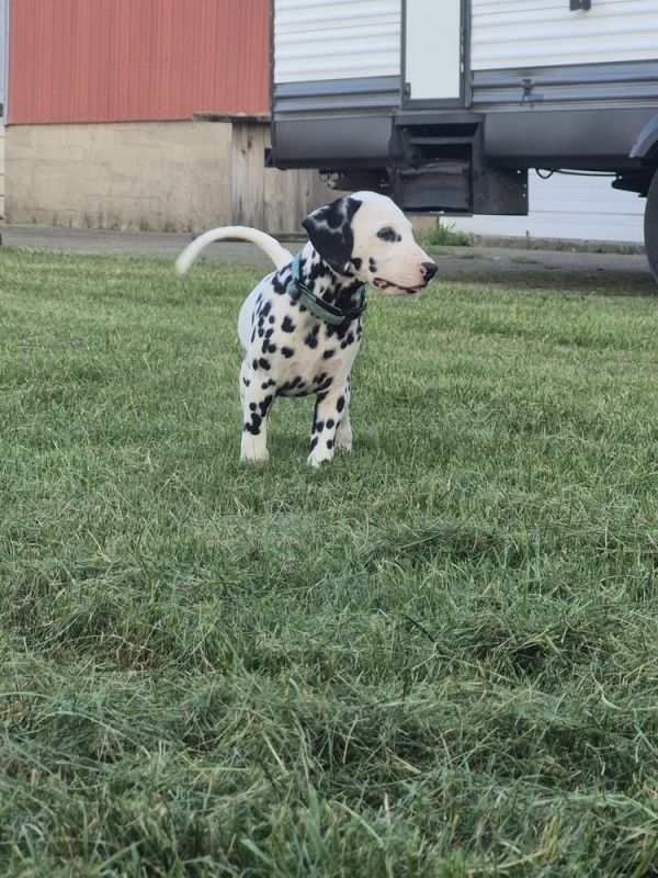 Ron Stoppable thumbnail 6