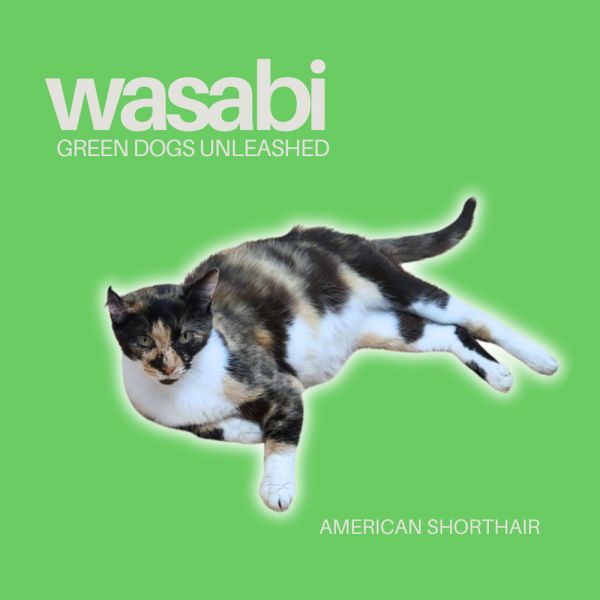 Wasabi