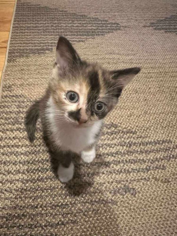 Sticky Rice thumbnail 2