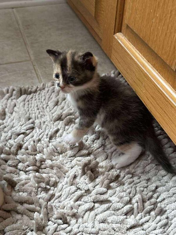 Sticky Rice thumbnail 4