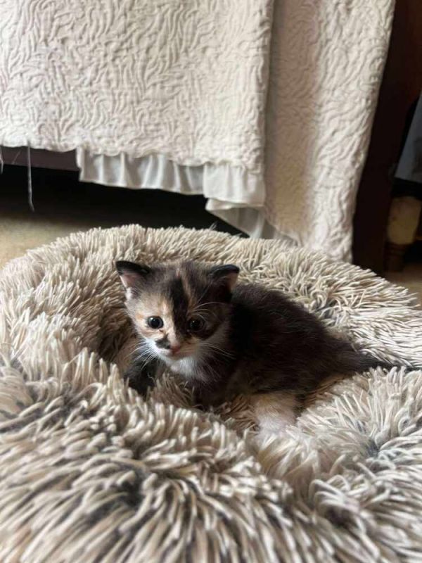 Sticky Rice thumbnail 5