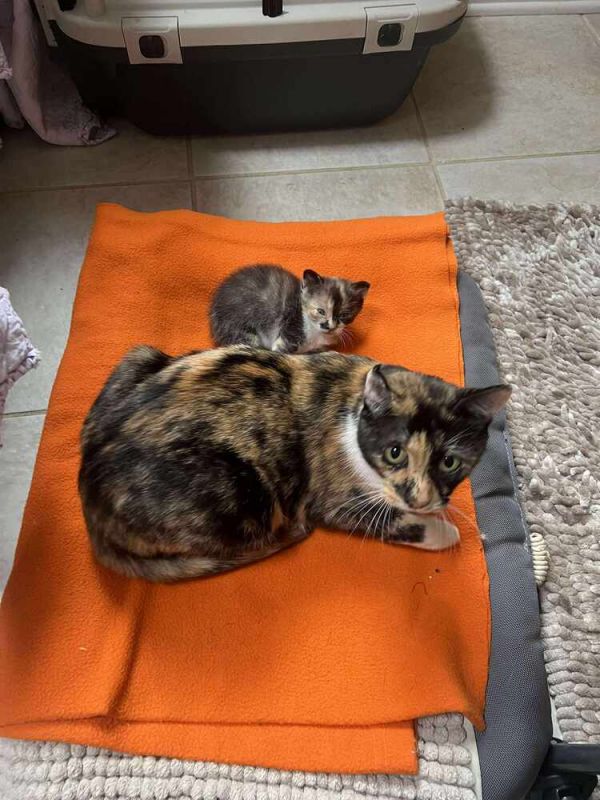 Sticky Rice thumbnail 6