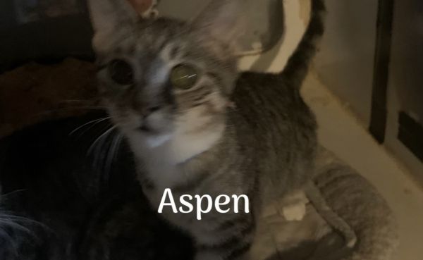Aspen