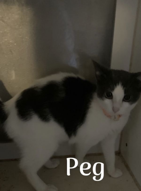 Peg Peg
