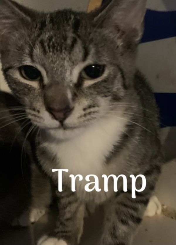Tramp