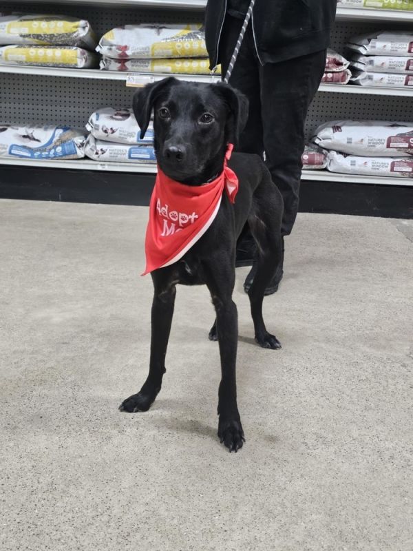 Drumstick thumbnail 2