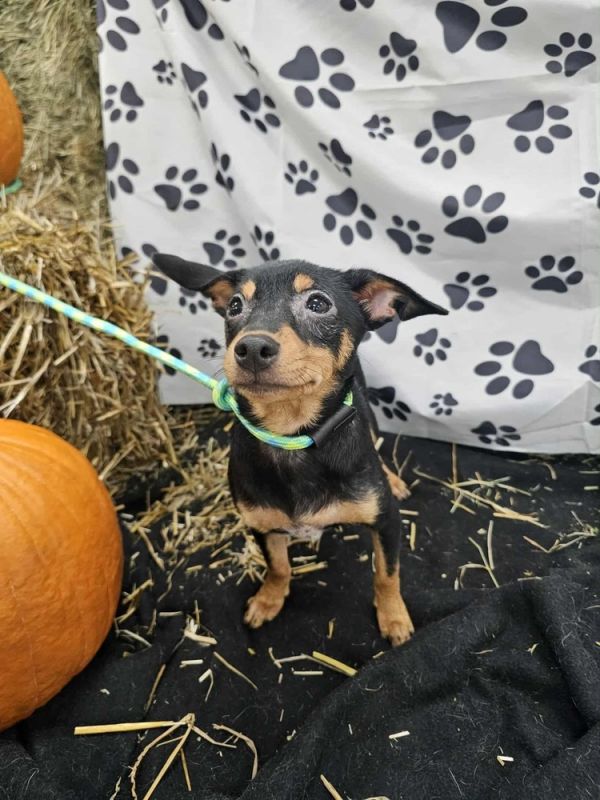 Finnegan thumbnail 3