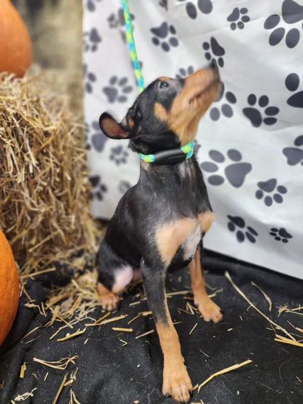 Finnegan thumbnail 5