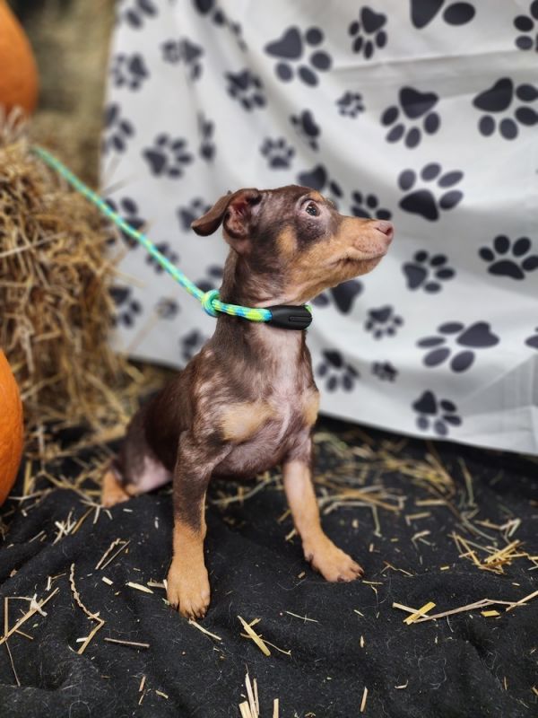 Franklin thumbnail 3