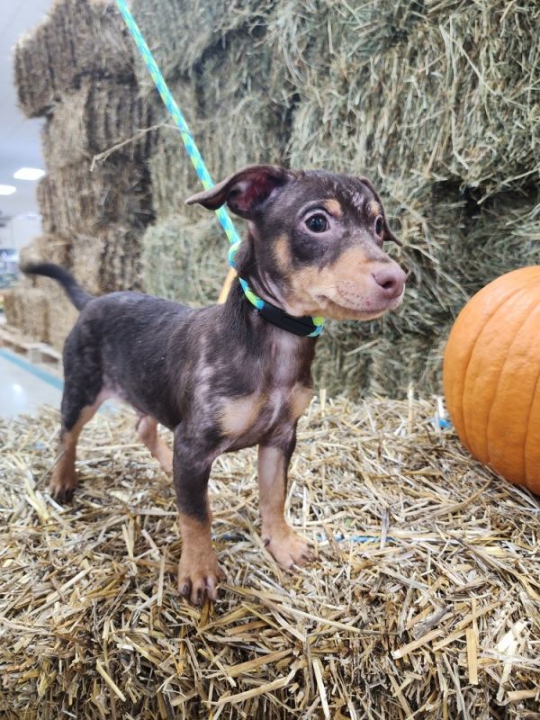 Franklin thumbnail 5