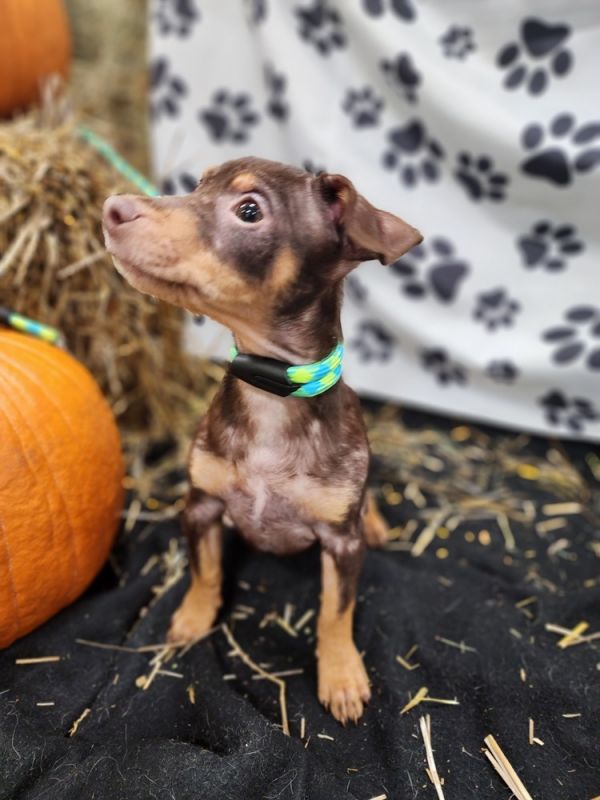 Franklin thumbnail 6