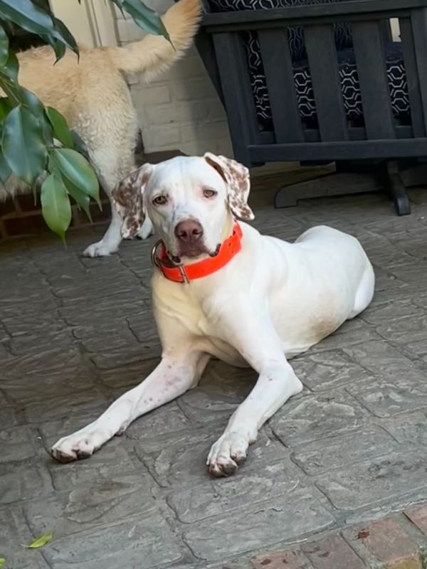 Gus