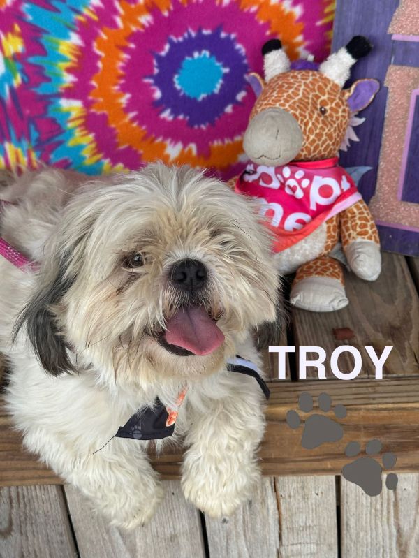 Troy thumbnail 3