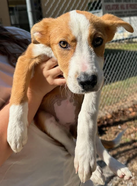 Border Collie mix puppies