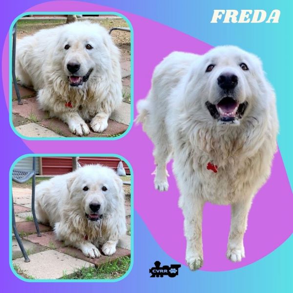 Freda