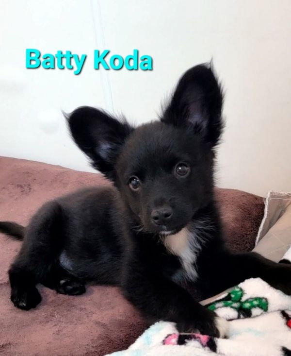 Batty Koda