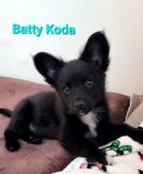 Batty Koda's profile on Petfinder.com