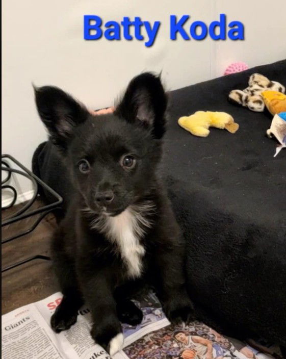 Batty Koda thumbnail 2