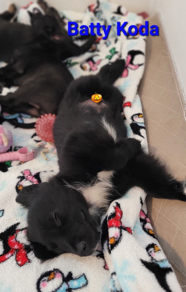 Batty Koda thumbnail 3