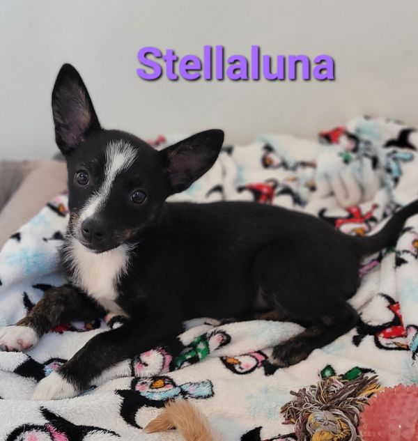 Stellaluna
