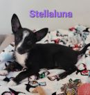 Stellaluna's profile on Petfinder.com