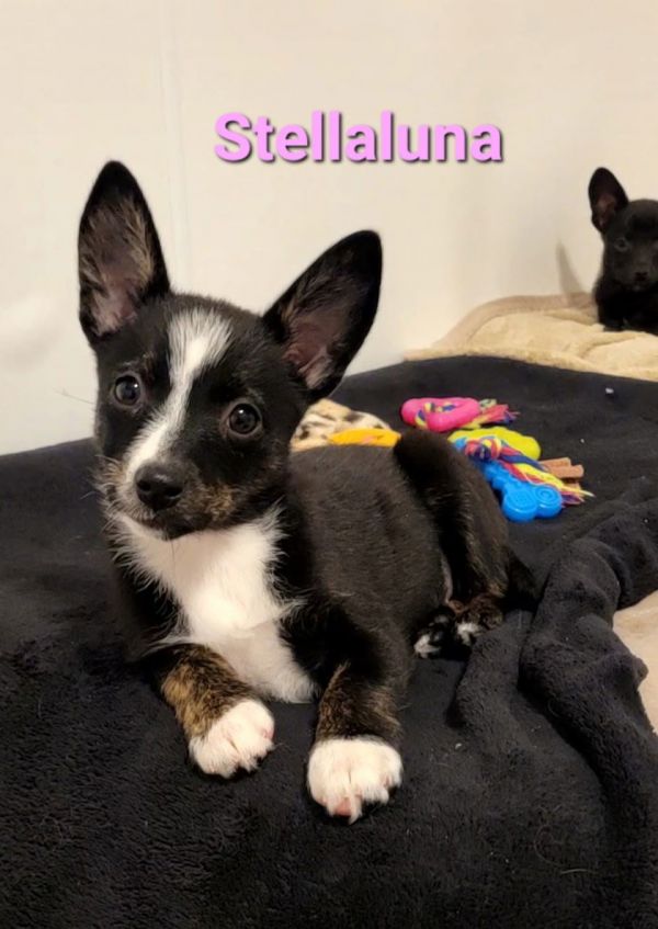 Stellaluna thumbnail 2
