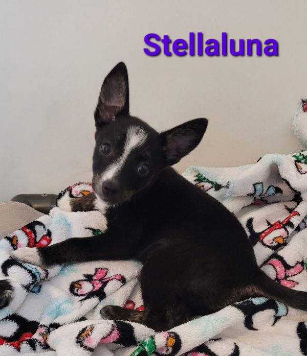 Stellaluna thumbnail 3