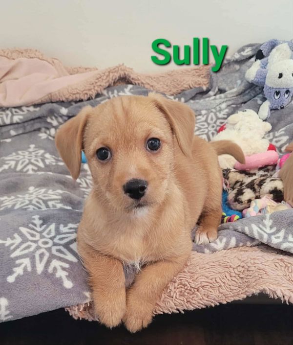 Sully