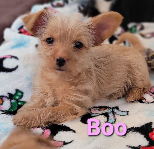 Boo thumbnail 2