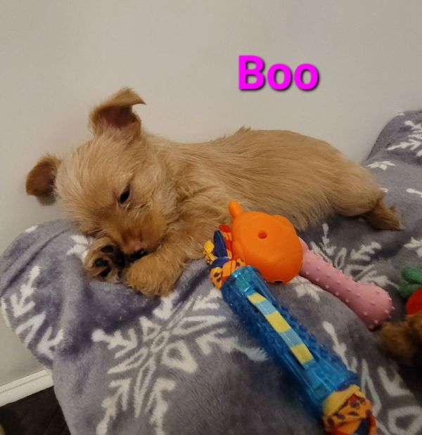 Boo thumbnail 3