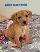 Mike Wazowski's profile on Petfinder.com