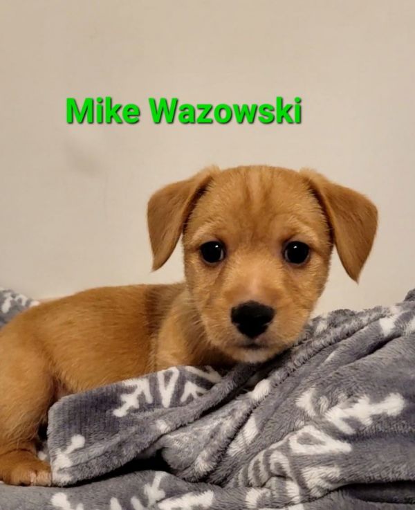 Mike Wazowski thumbnail 2