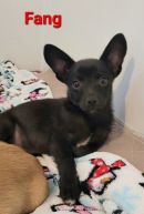 Fang's profile on Petfinder.com