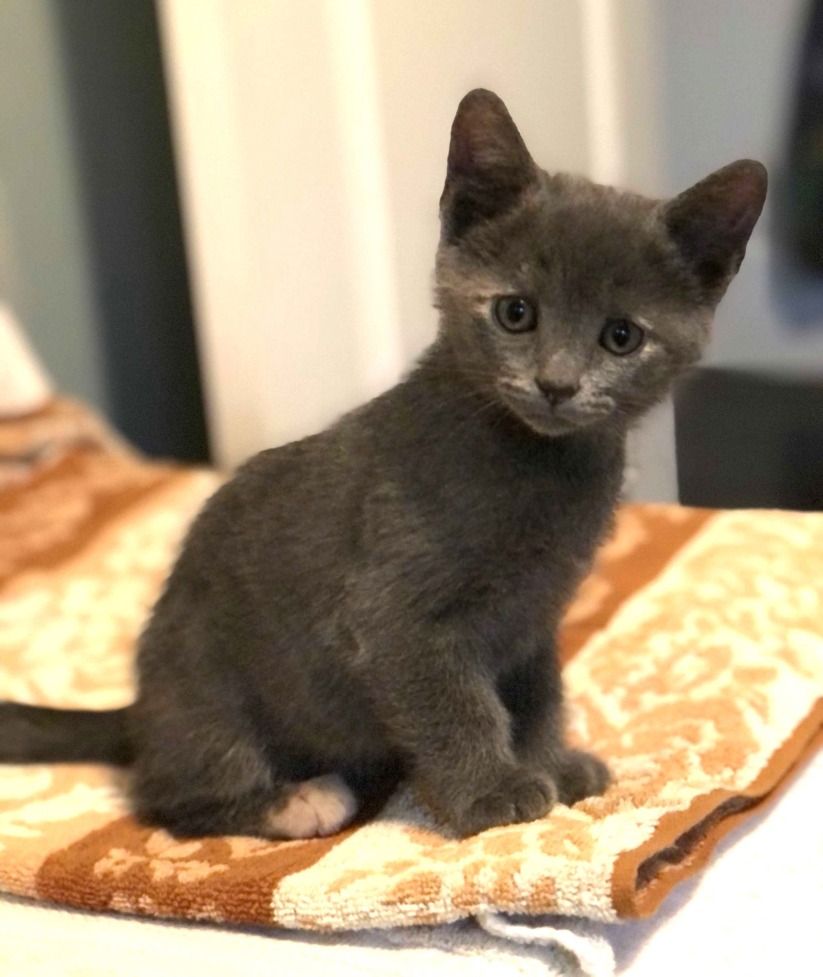 Kitten Yemi