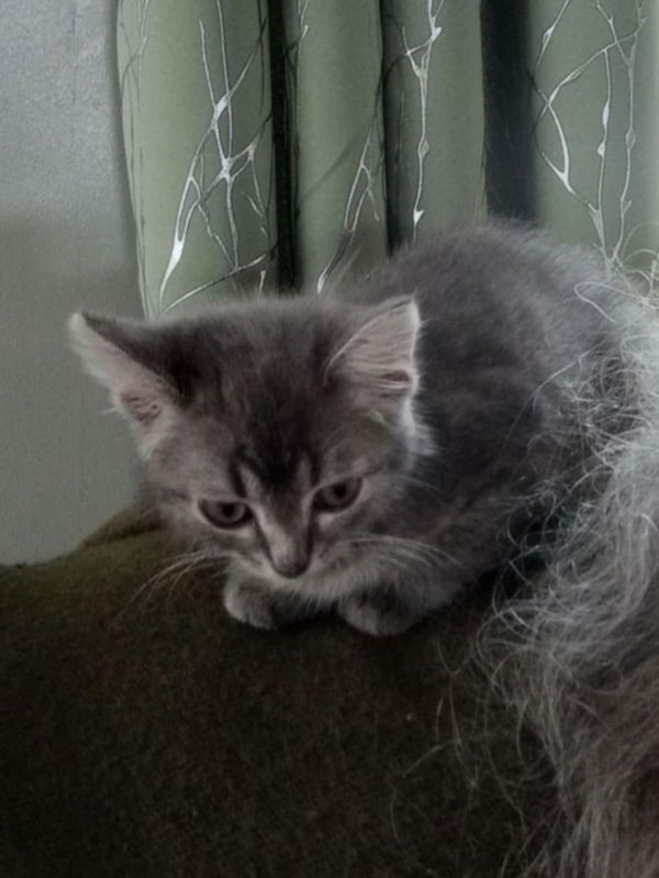 C Litter Sally thumbnail 2