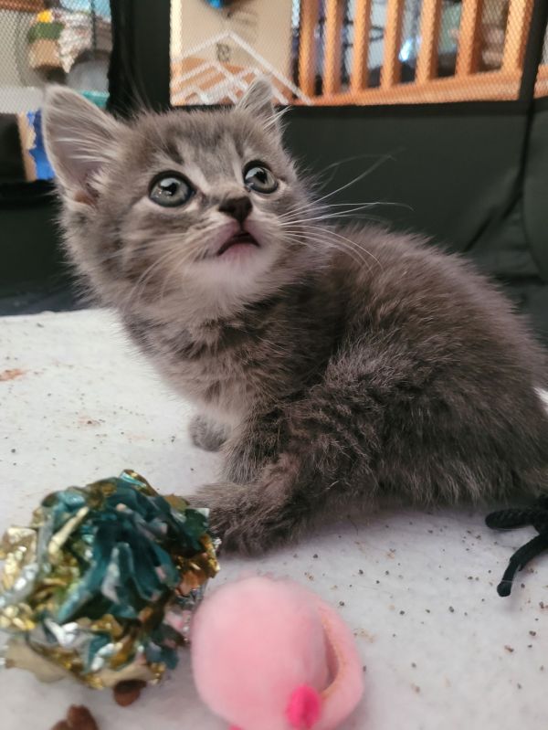 C Litter Sally thumbnail 3