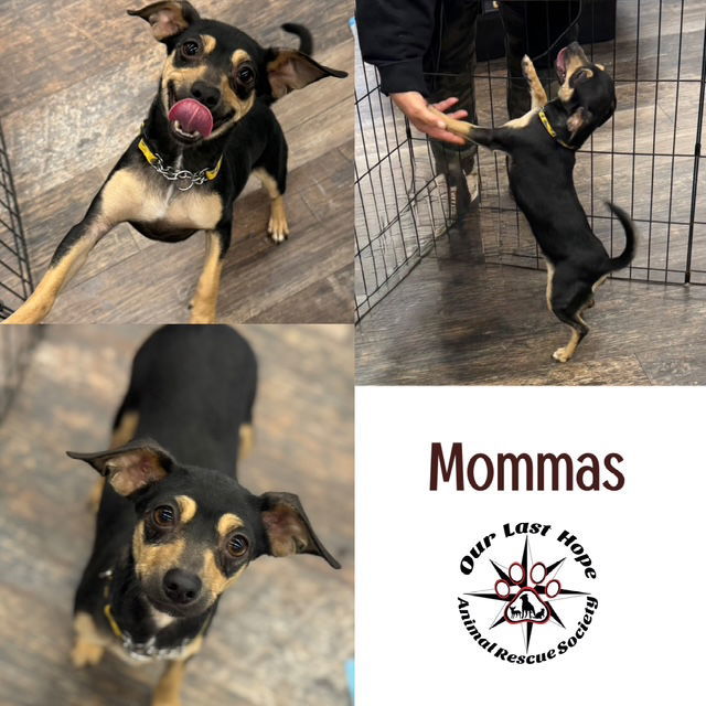 Mommas, an adoptable Chihuahua in Princeton, BC, V0X 1W0 | Photo Image 1