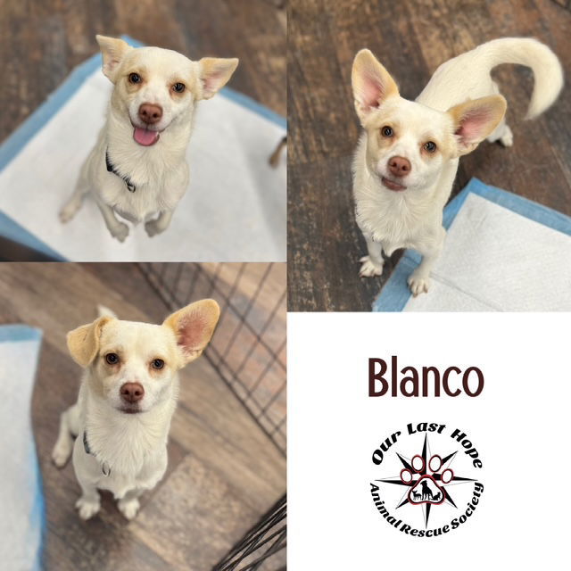 Blanco, an adoptable Chihuahua, Terrier in Princeton, BC, V0X 1W0 | Photo Image 1