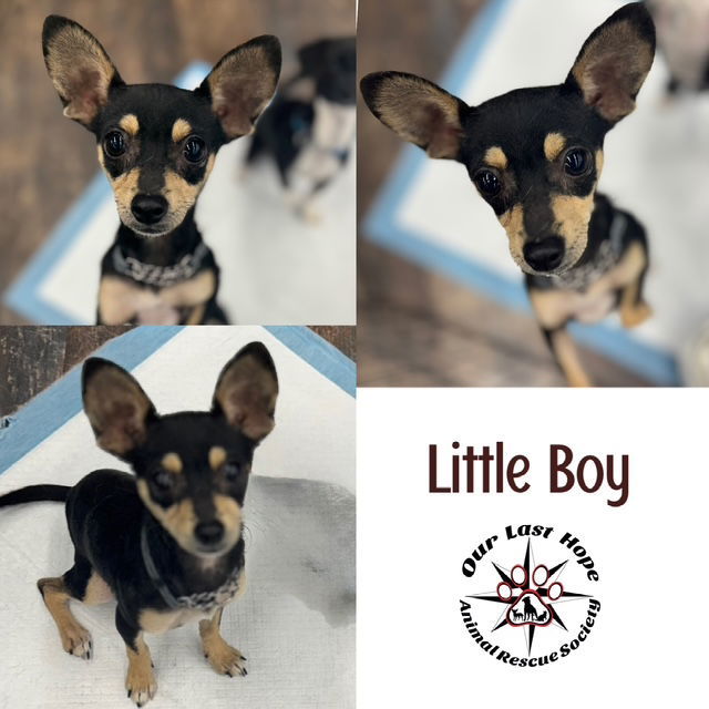 Little Boy, an adoptable Chihuahua in Princeton, BC, V0X 1W0 | Photo Image 1