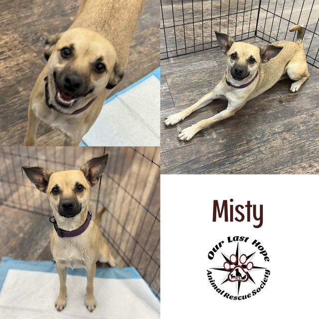 Misty, an adoptable Chihuahua, Terrier in Princeton, BC, V0X 1W0 | Photo Image 1