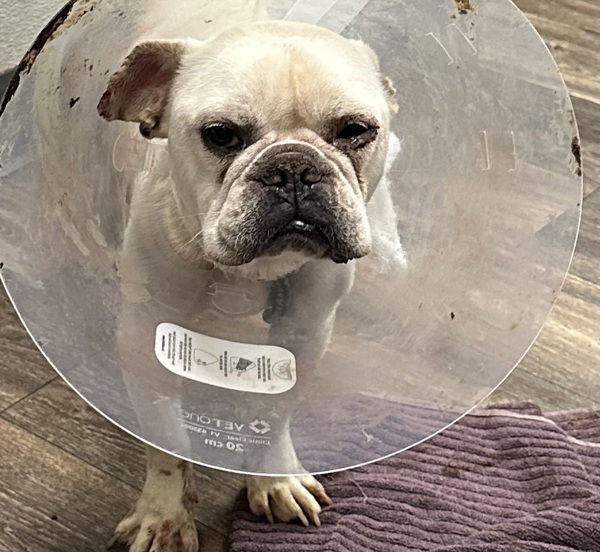 Baguette thumbnail 2