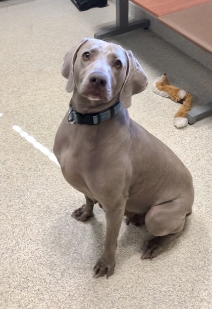 Lady Wiggles thumbnail 2