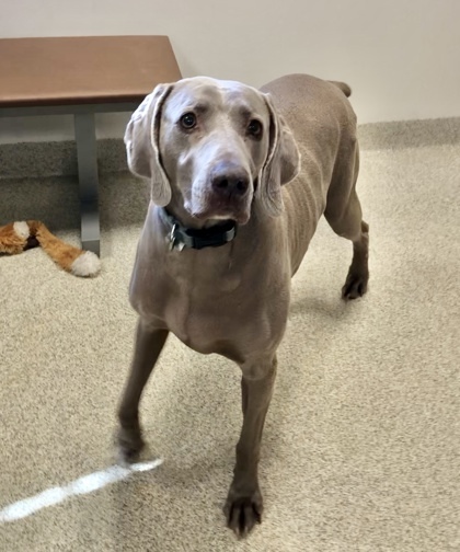 Lady Wiggles thumbnail 3