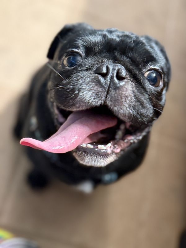 Auggie