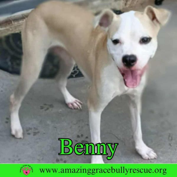 Benny thumbnail 2