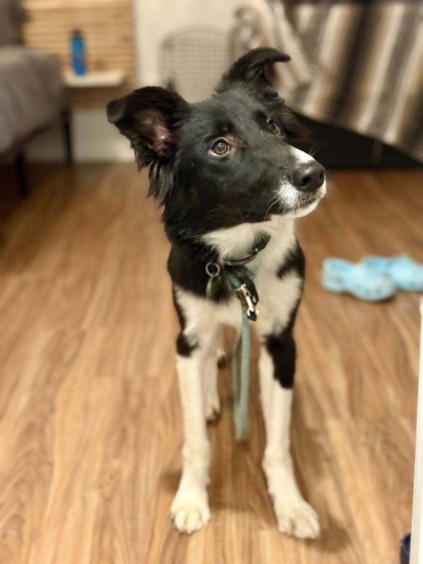 Riverdance thumbnail 2