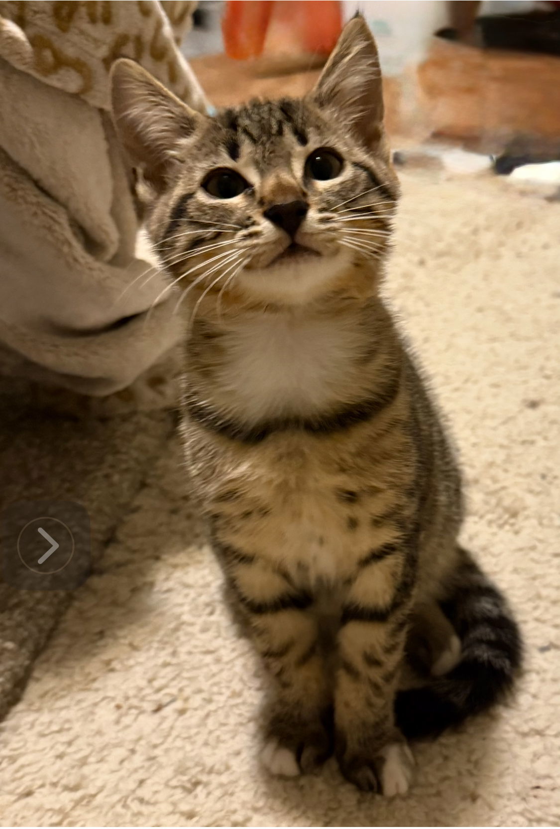 Hamilton - BONDED PAIR