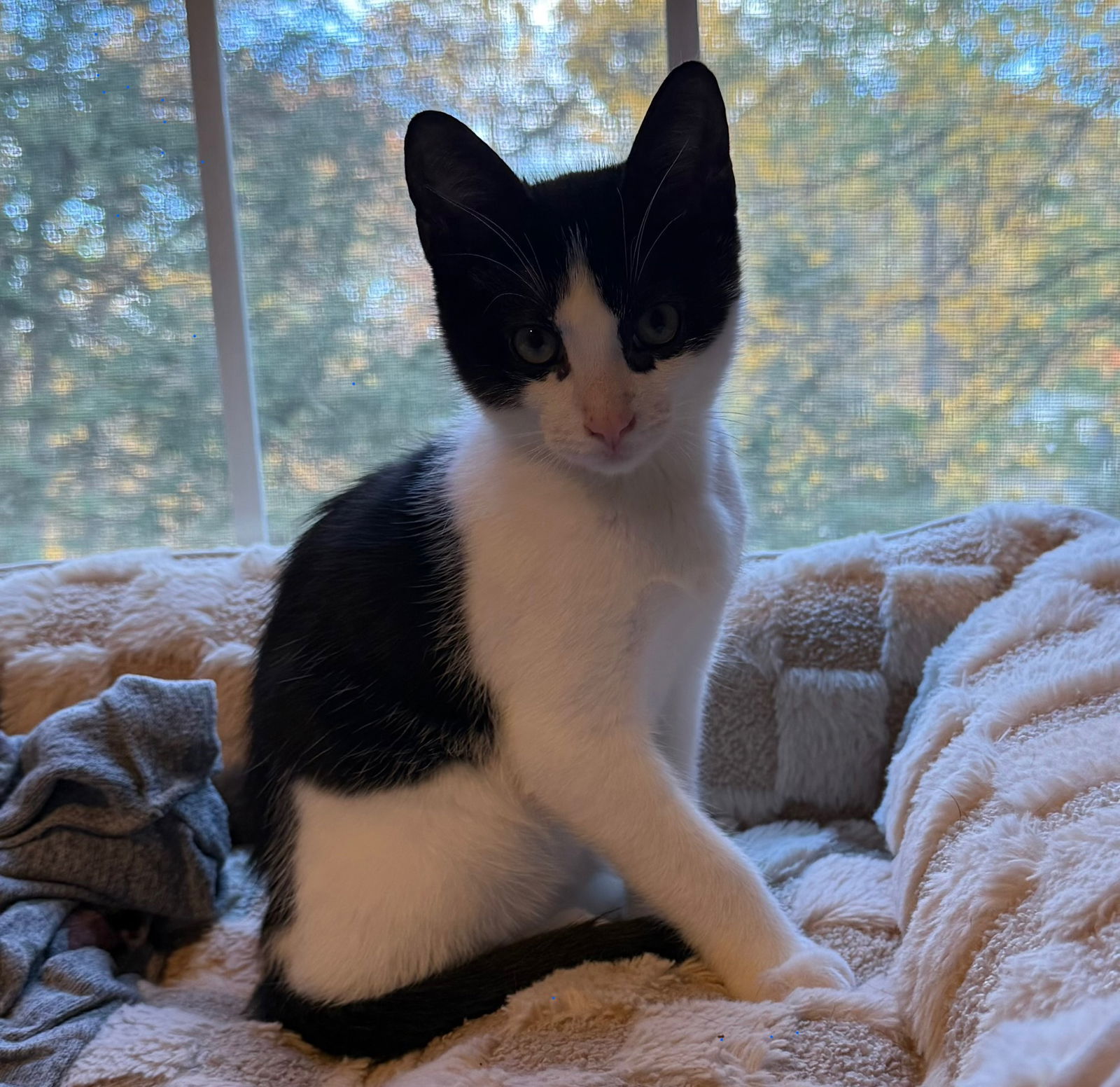 Divino - BONDED PAIR