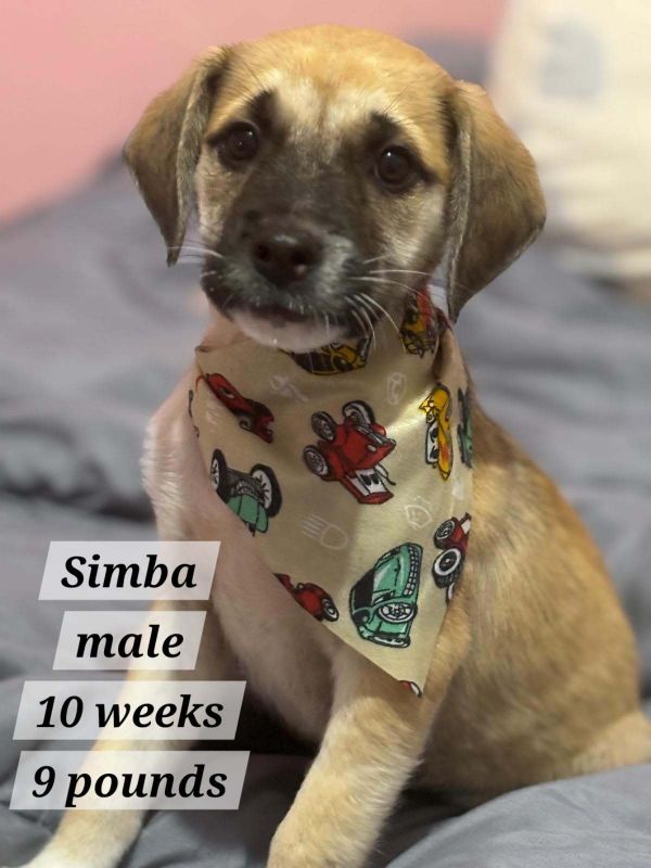 Simba