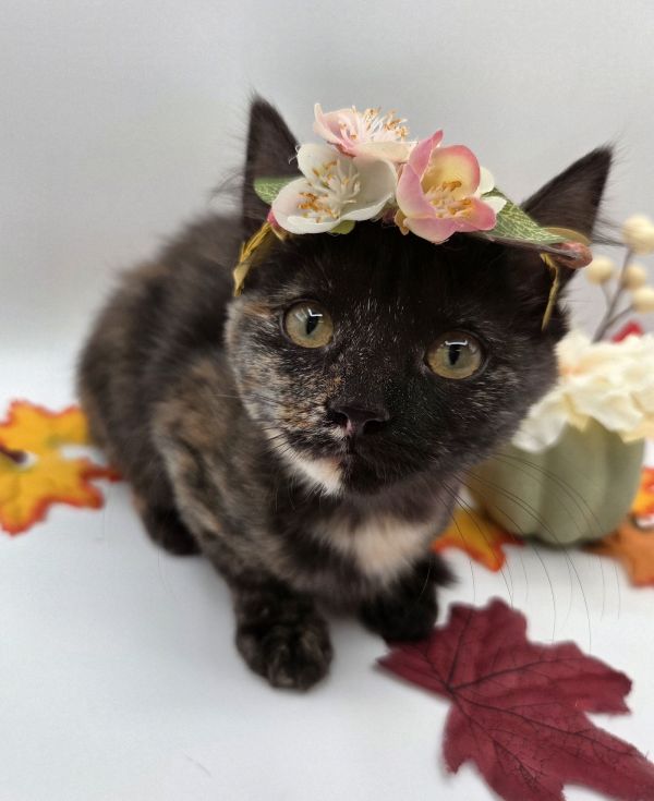 Cardamom thumbnail 3